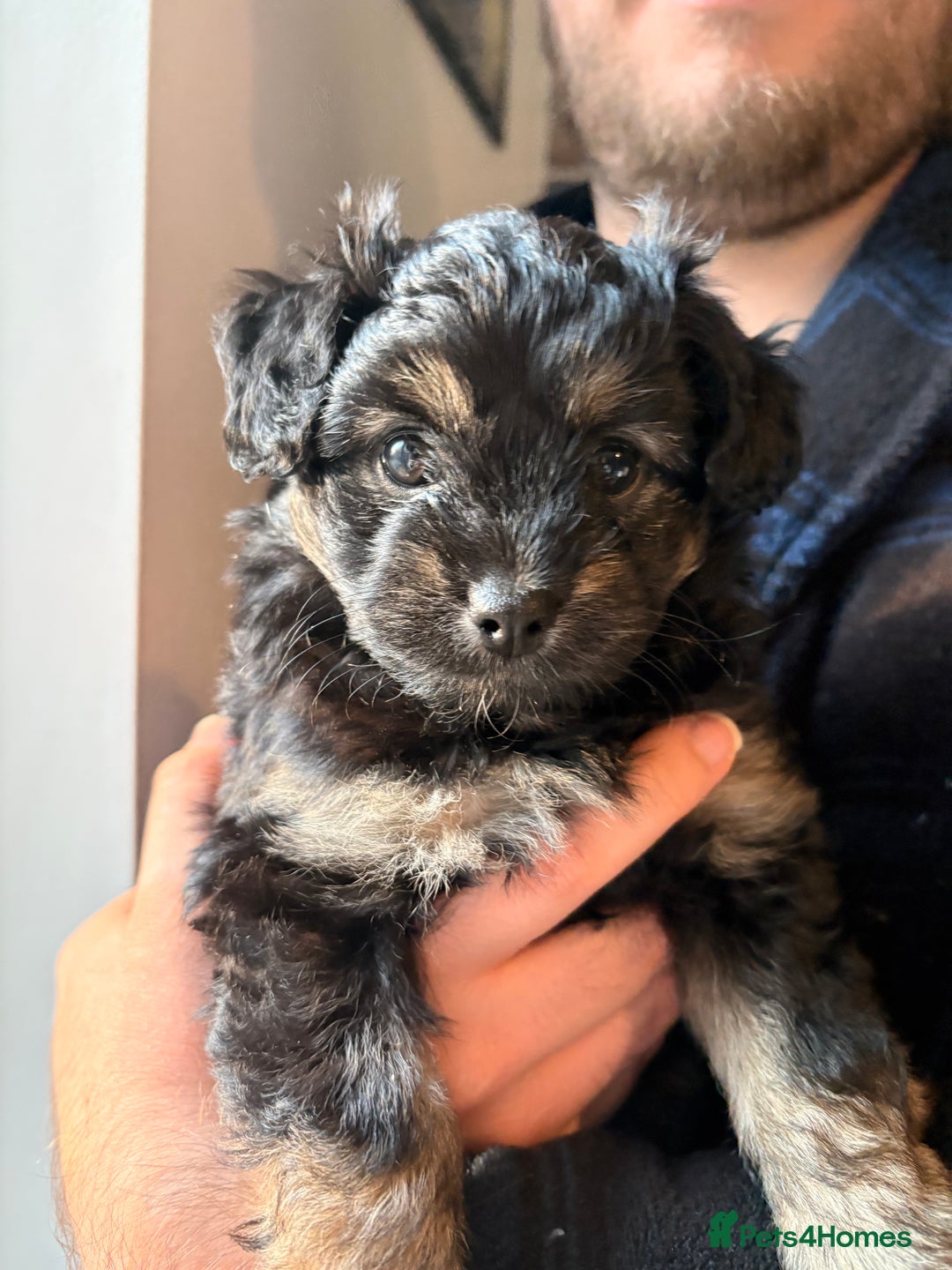 Mixed Breed dogs for sale: Cockapoo cross Pomeranian puppies for sale - Advert 2