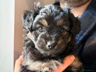 Mixed Breed dogs Cockapoo cross Pomeranian puppies for sale - Advert 10
