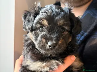 Mixed Breed dogs Cockapoo cross Pomeranian puppies for sale - Advert 19