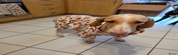 Mixed Breed dogs for sale: Meadow needs a better life  in Lincoln - Advert 3