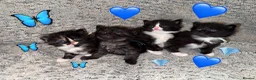 Persian cats for sale: 🤎Persian,Maincoon🤎 - Advert 11