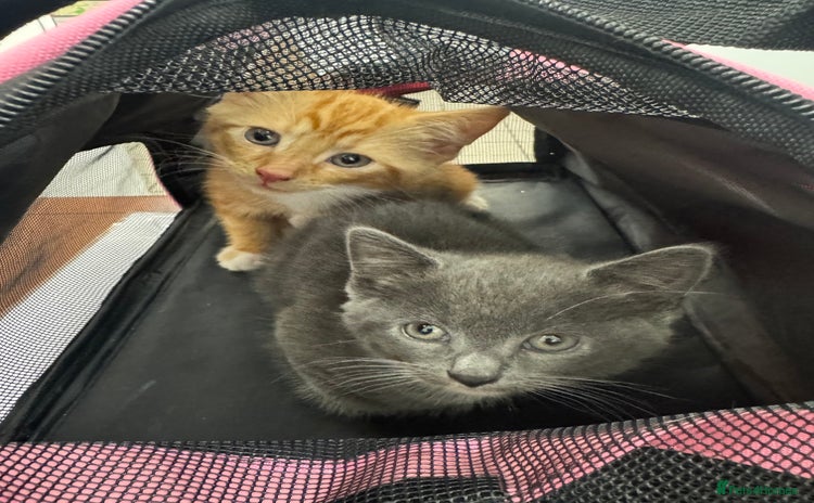 Domestic Shorthair cats - Advert 7
