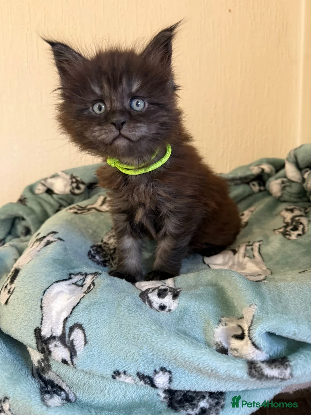 Maine Coon cats for sale: Pedigree Tica Russian Import line Maine Coons - Advert 23