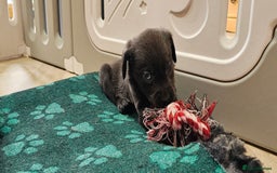 Labrador Retriever dogs for sale: THE LAST 4 KC HEALTH TESTED LABS READY TO NOW.  - Image 21
