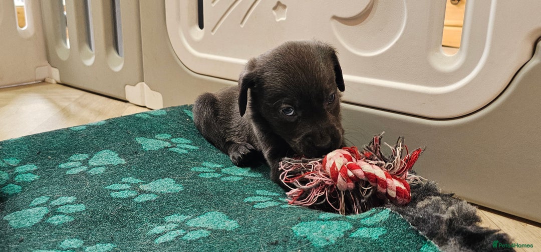 Labrador Retriever dogs for sale: THE LAST 4 KC HEALTH TESTED LABS READY TO NOW.  - Image 21