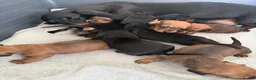 Dachshund dogs for sale: Dachshund puppies  - Advert 4