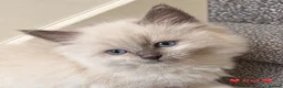 Ragdoll cats for sale: Beautiful Ragdoll Kittens – 4 Boys & 1 Girl 🩵🩷 in Aldershot - Advert 17