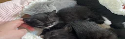 British Shorthair cats for sale: Our last Half British Shorthair Boy - Advert 8