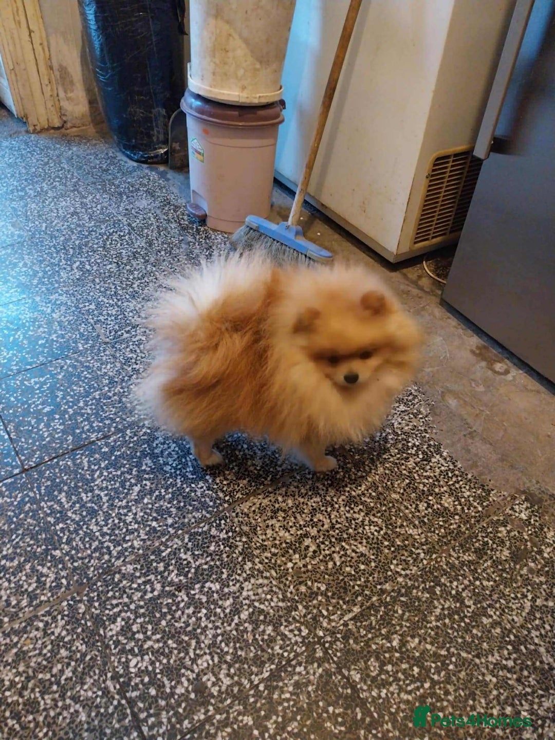 Pomeranian dogs for sale: 4 beautiful Pomeranian's looking for forever home  - Image 16