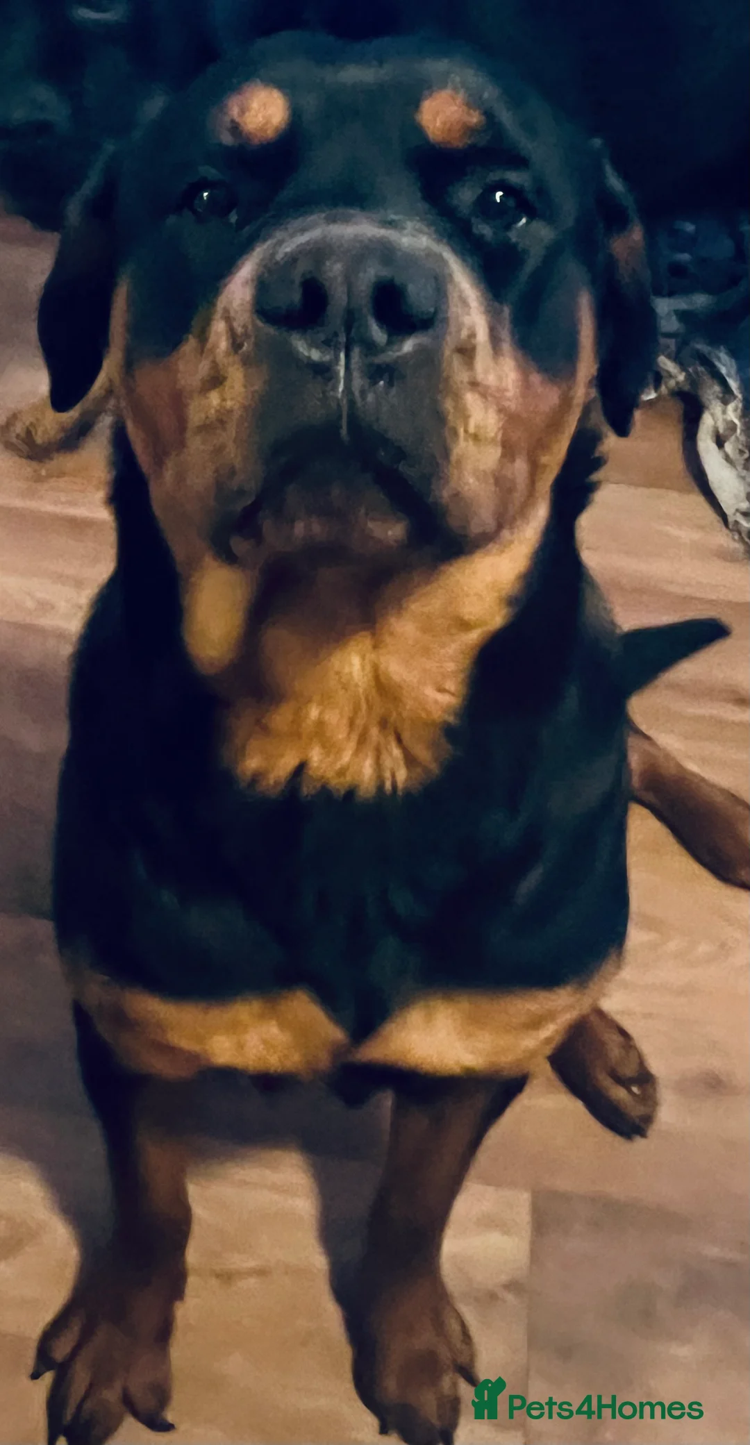 Rottweiler dogs for stud: MALE ROTTWEILER FOR STUD ONLY  - Advert 2