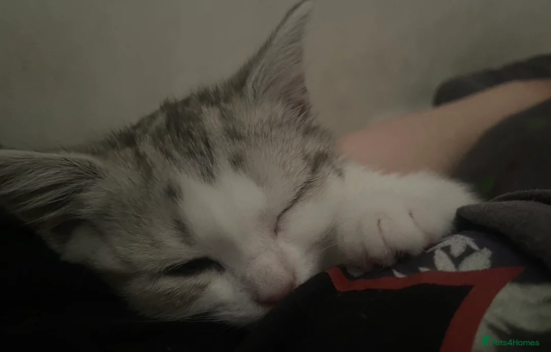 Mixed Breed cats for sale: 2 year old Scottish Straight X girl - Advert 11