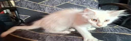 Maine Coon cats for sale: Pedigree Maine Coon Kittens in Manchester  - Advert 4