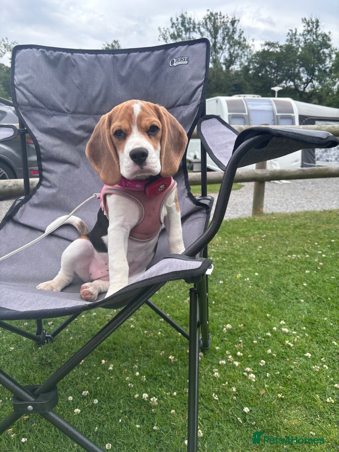 Beagle dogs for sale: Lexi  - Advert 8