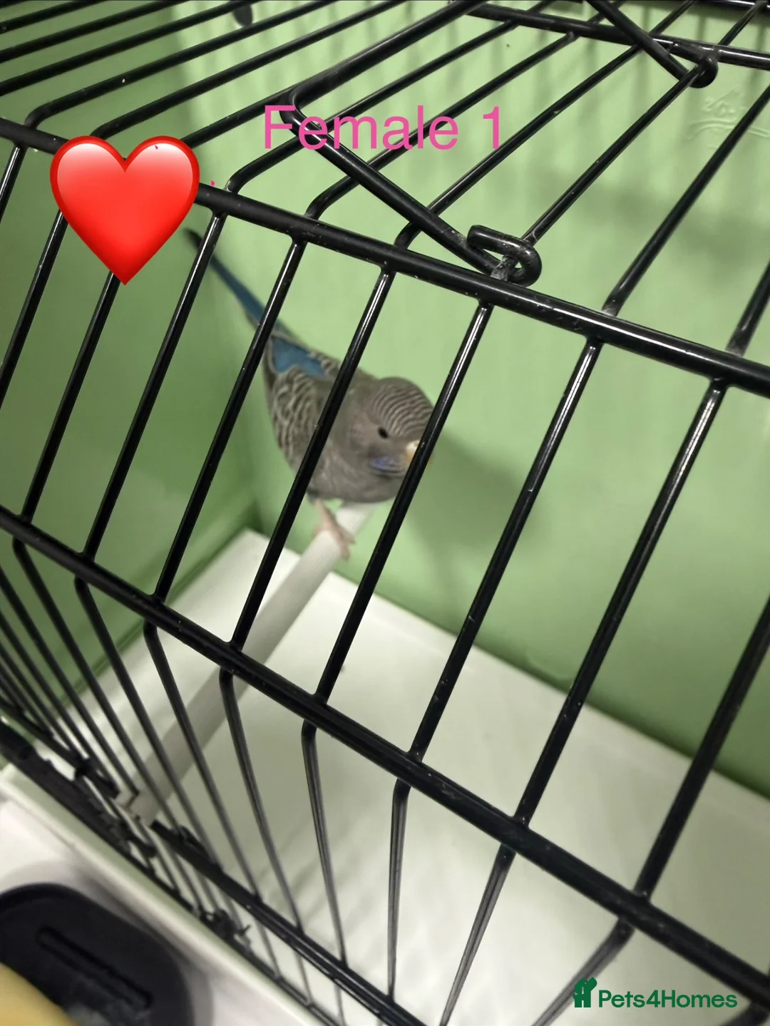 Budgerigars birds for sale: Black face budgies  - Advert 2