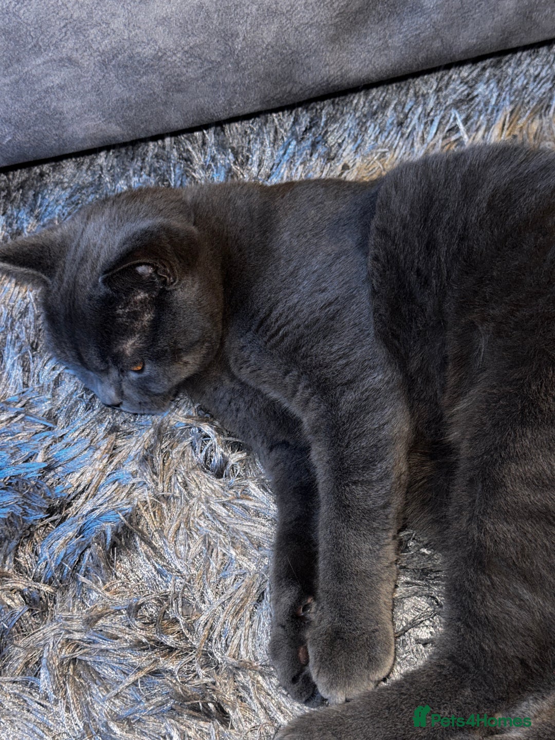 British Shorthair cats for sale: Lovely British Shorthair Boy – Very Affectionate - Advert 4