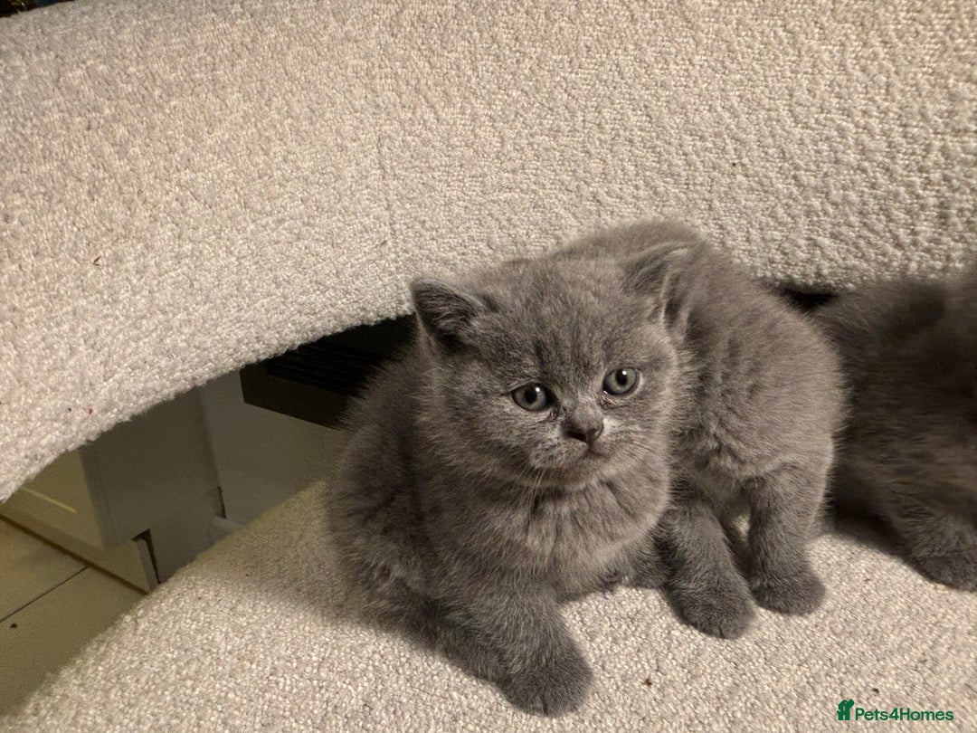 Brazilian Shorthair cats for sale: British Short Hair Kittens Available  - Advert 5