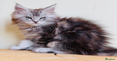 Maine Coon cats - Advert 1