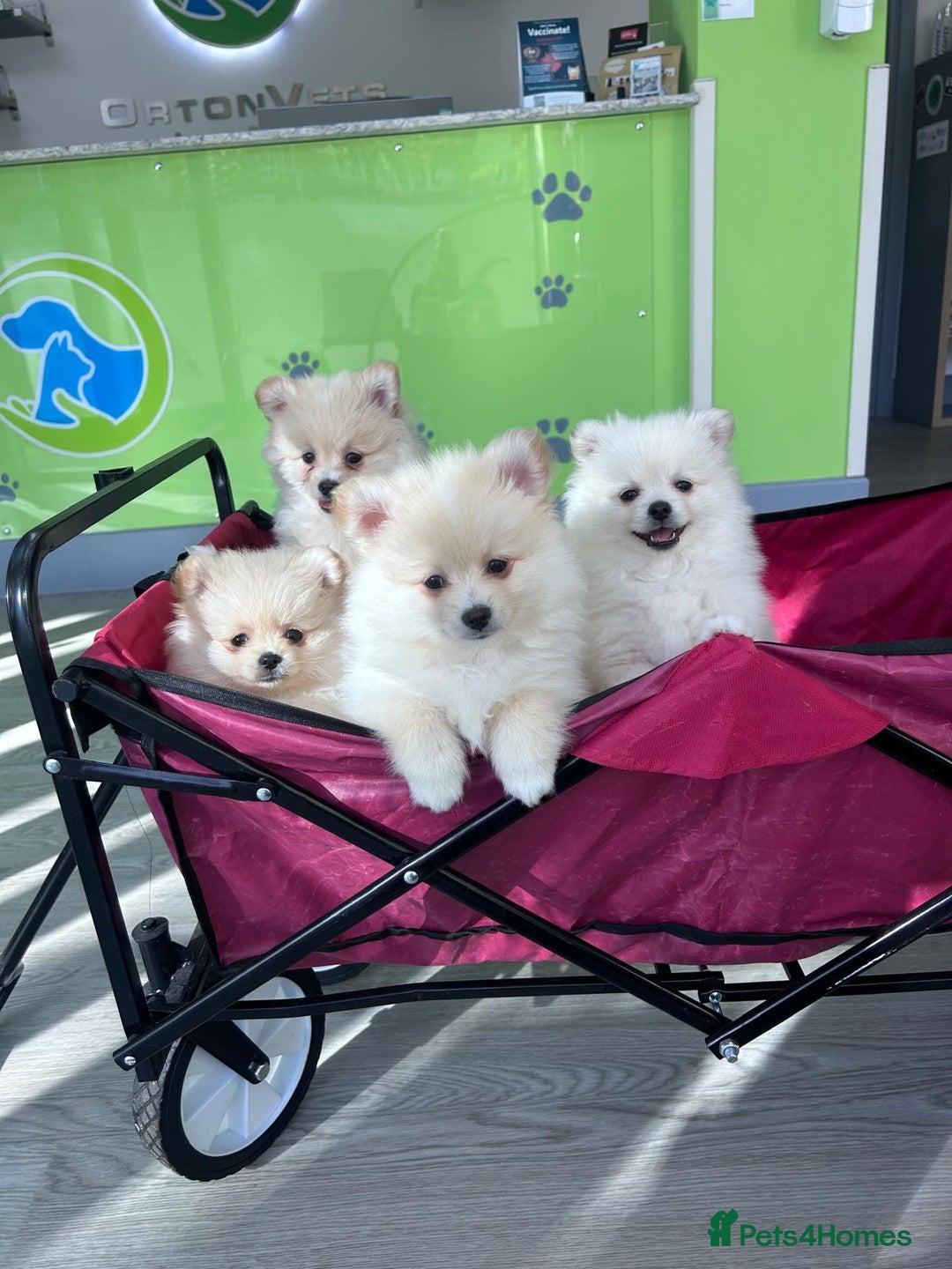 Pomeranian dogs for sale: Pure Pomeranian Puppies - Image 13