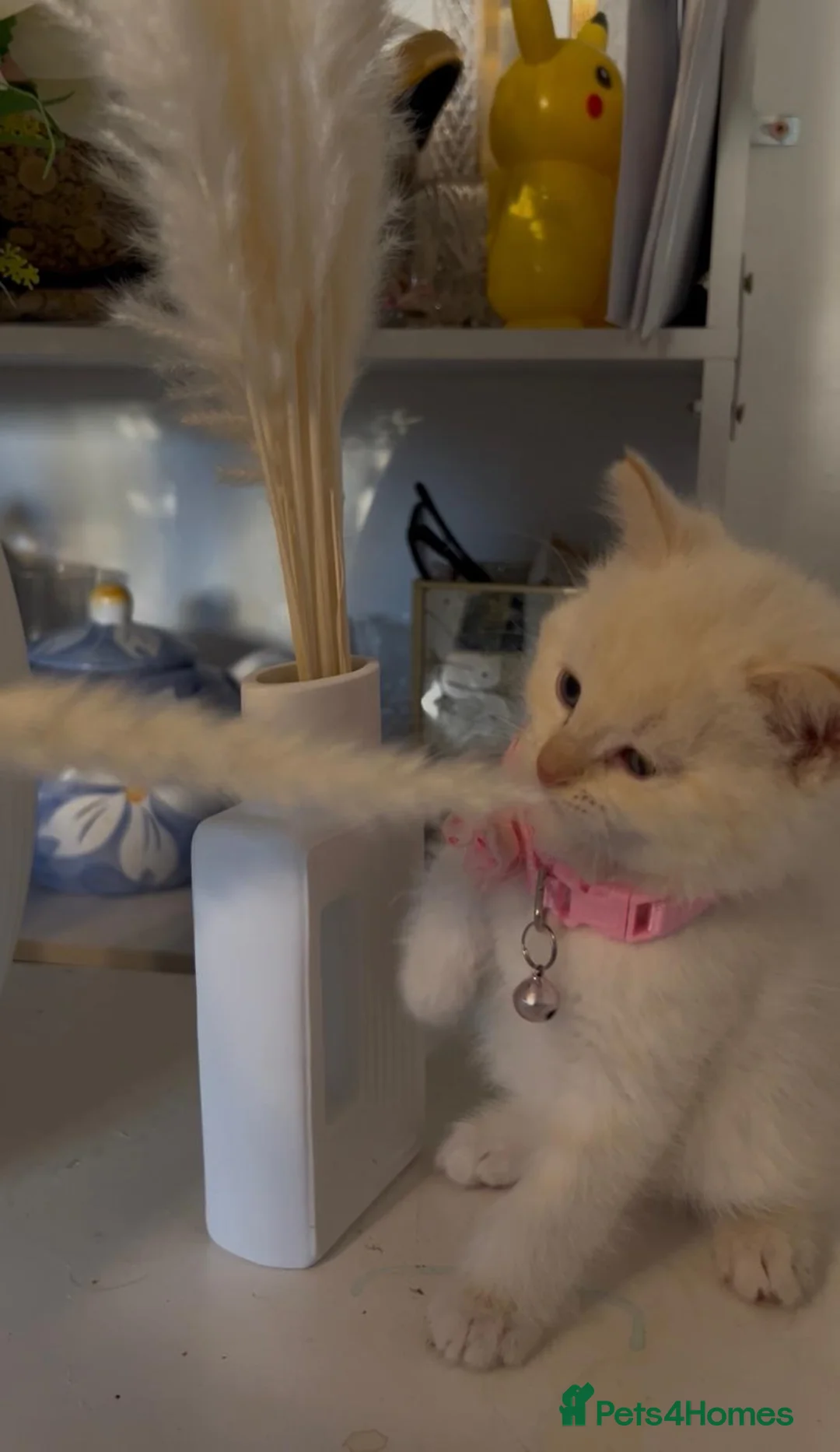 Mixed Breed cats for sale: Mix Full siamese mum dad full white car  in London - Advert 1