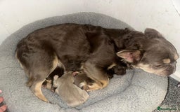 French Bulldog dogs for sale: Chocolate Rojo tan fluffy French bulldog  - Image 20