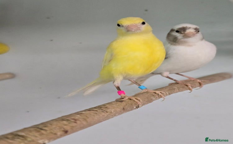 Canaries birds - Advert 1