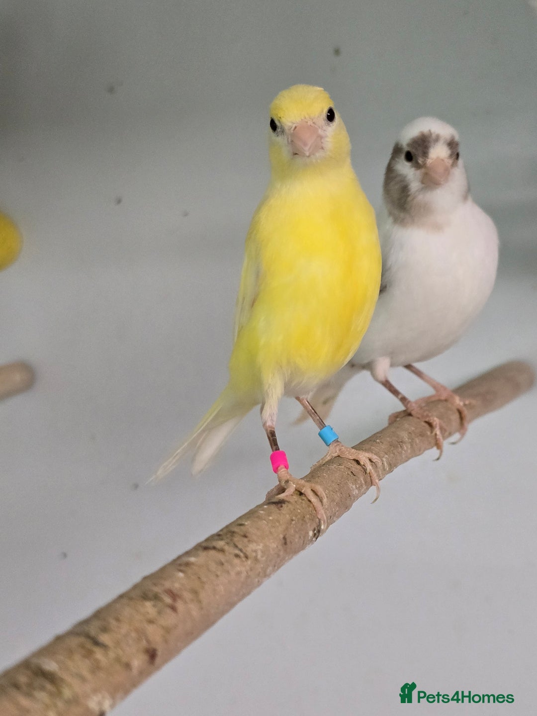Canaries birds for sale: Beautiful Canaries, Goldfinches, Zebras, Bengies!! - Image 1