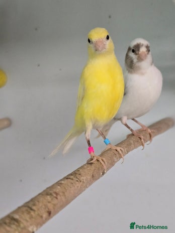 Canaries birds - Advert 6
