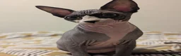 Sphynx cats for sale: *PEDIGREE SPHYNX* TICA REGISTERED *DNA HCM4 CLEAR* - Advert 23