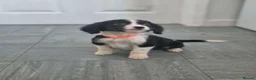 Mixed Breed dogs for sale: Cocker spaniel cross border collie - Advert 25