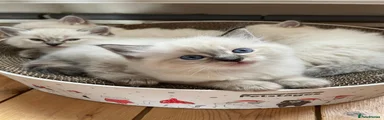 Ragdoll 1
