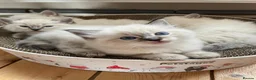 Ragdoll cats for sale: Ragdoll Kittens looking for their forever home in Woodford Green - Advert 3