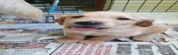 Golden Retriever dogs for sale: 8 Golden Retriever puppies for sale. - Advert 4