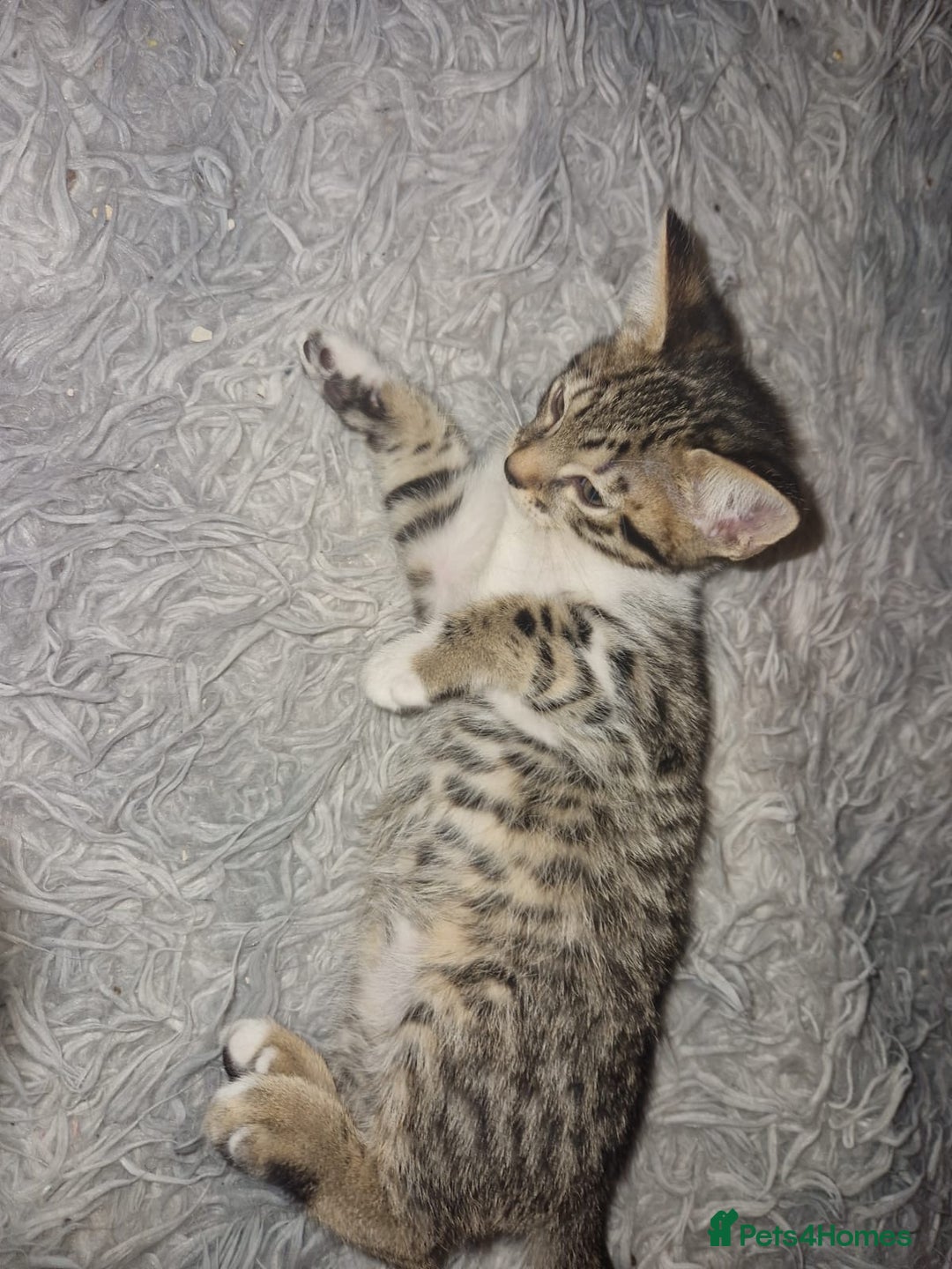 Savannah cats for sale: Savannah Cross Kittens - Advert 14