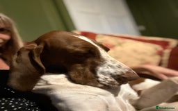 Bracco Italiano dogs for sale: Exciting litter Due September  - Image 21