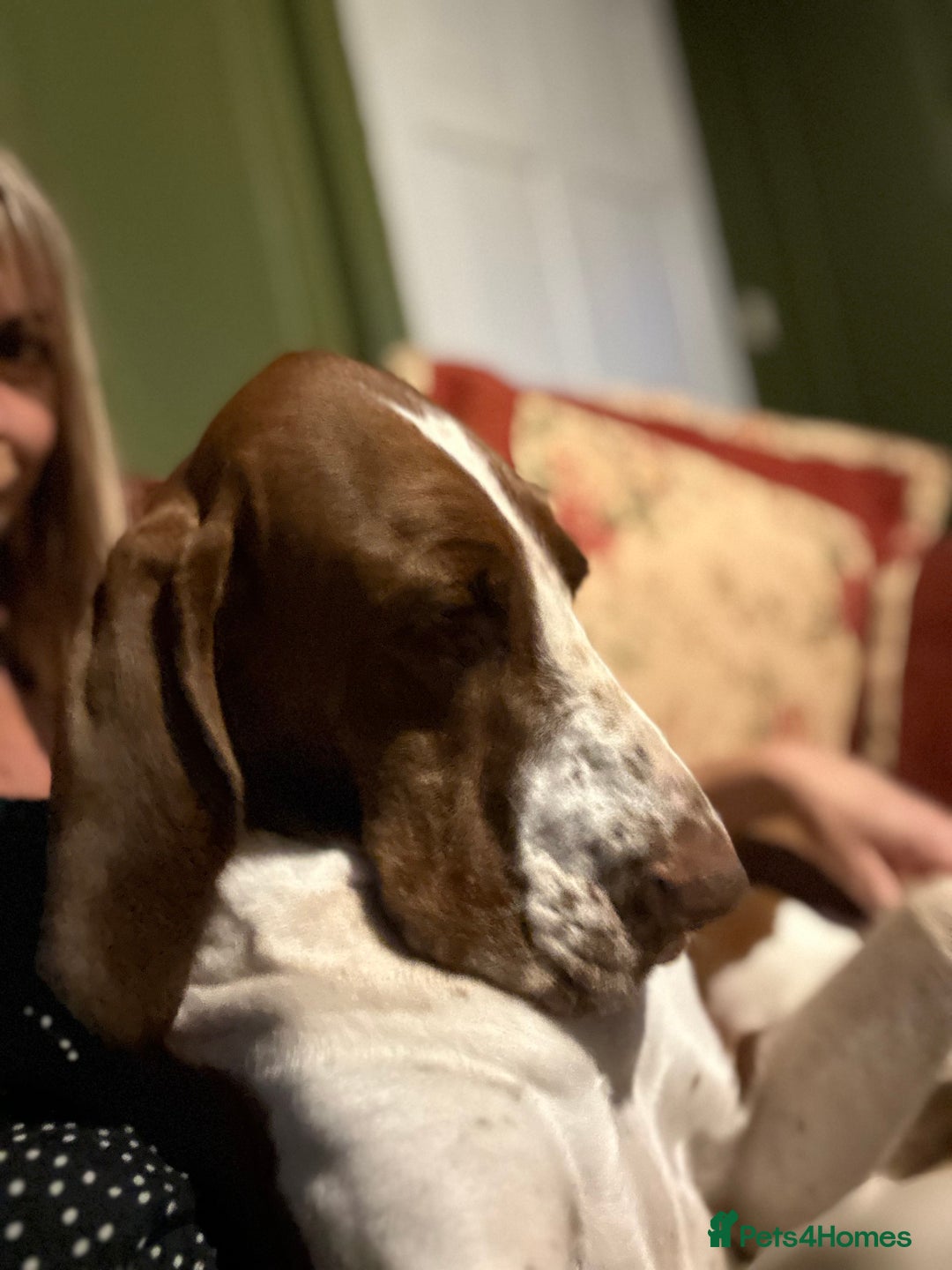 Bracco Italiano dogs for sale: Exciting litter Due September  - Image 21