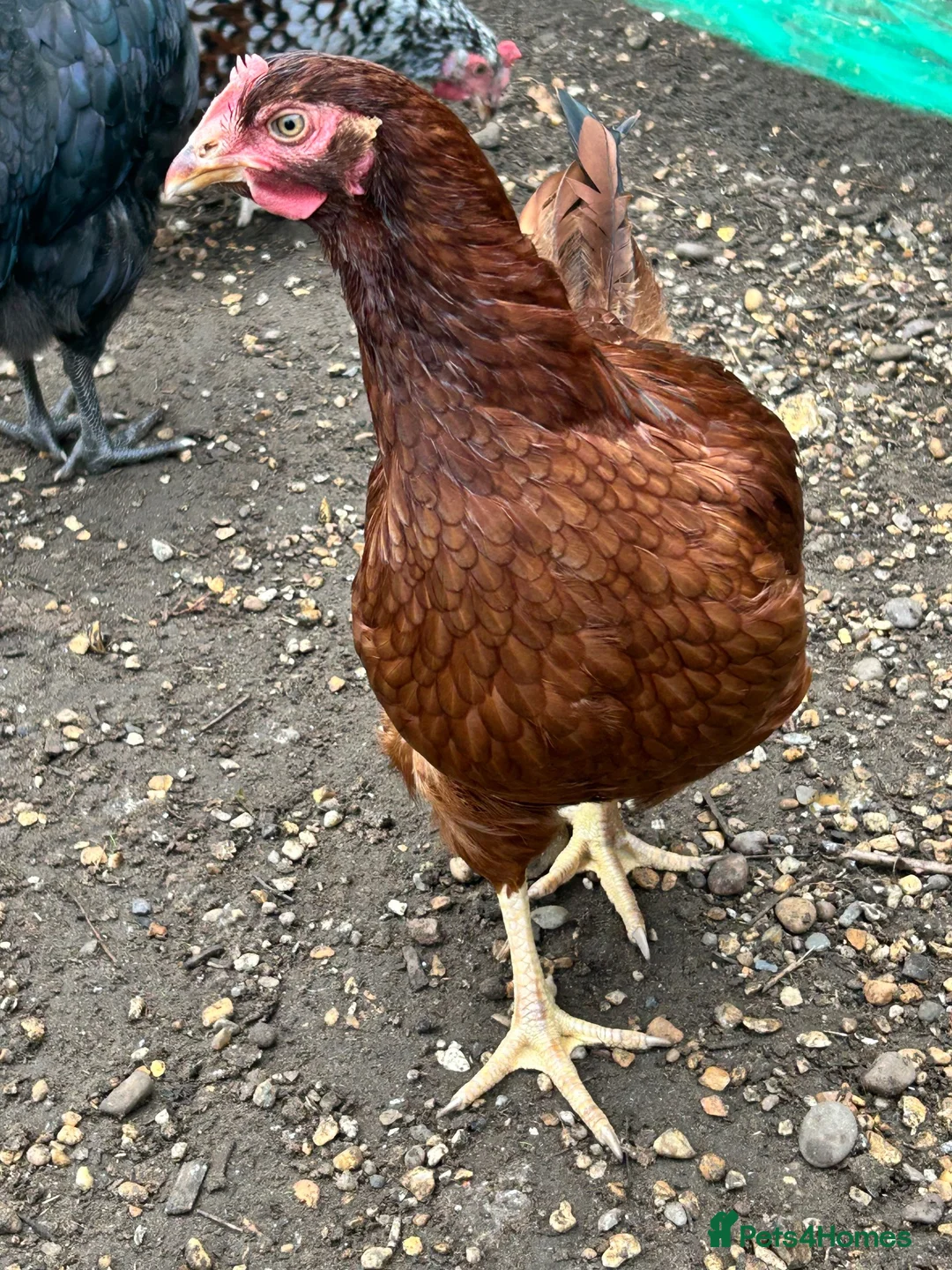 Chickens poultry for sale: Coloured laying POL hybrid hens  - Advert 2