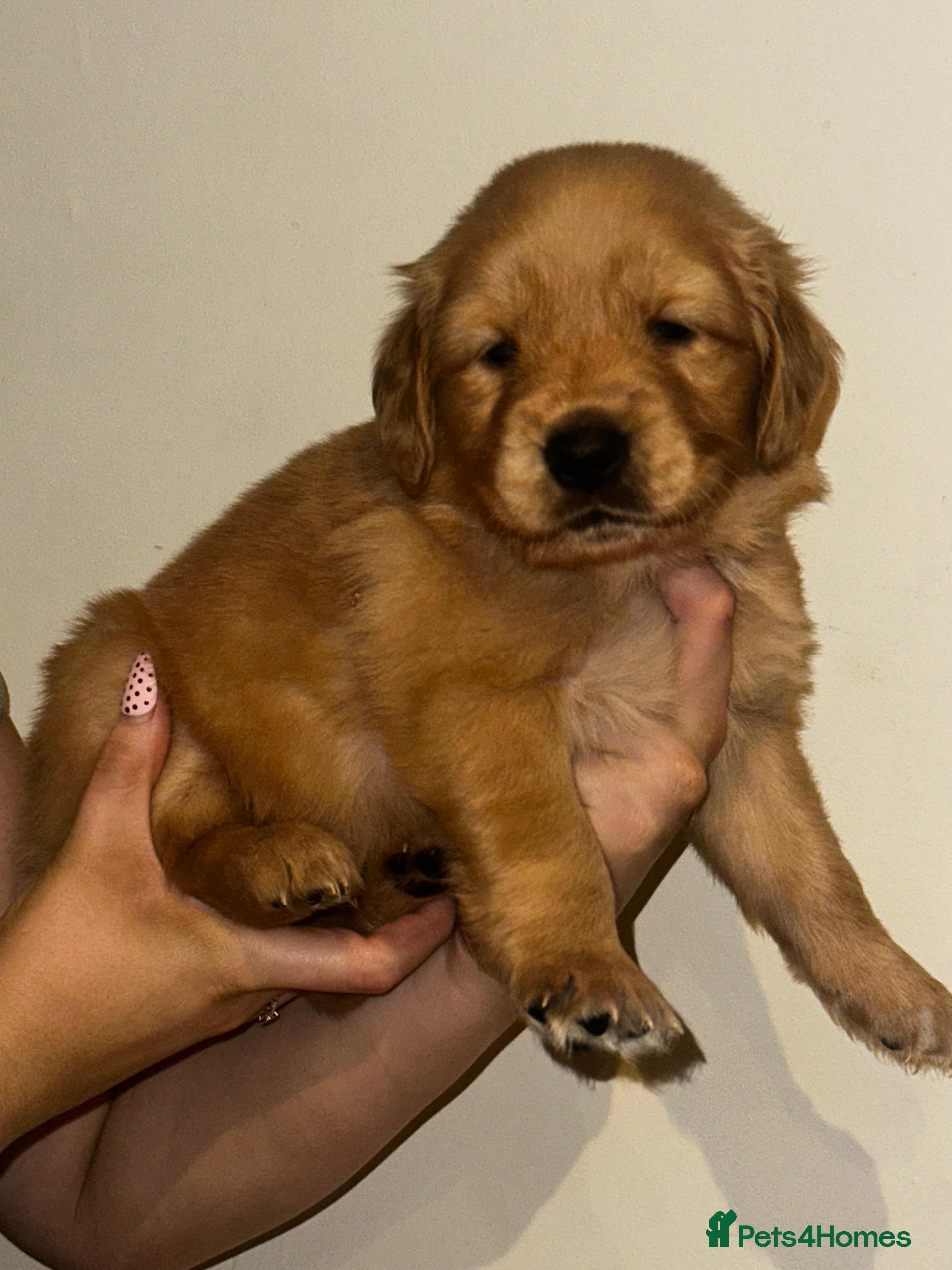 Golden Retriever dogs GOLDEN RETRIEVER KC reg  - Advert 15