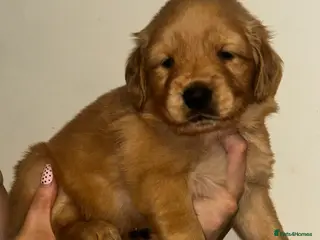 Golden Retriever dogs GOLDEN RETRIEVER KC reg - Advert 15