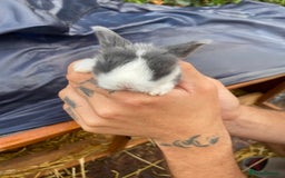 Mini Lop rabbits for sale: 🌹🍓outstanding pure mini lops 🍓🌹 - Image 5