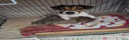 Jack Russell dogs for sale: For Sale - Beautiful Jack Russell Puppies  in Okehampton - Advert 2