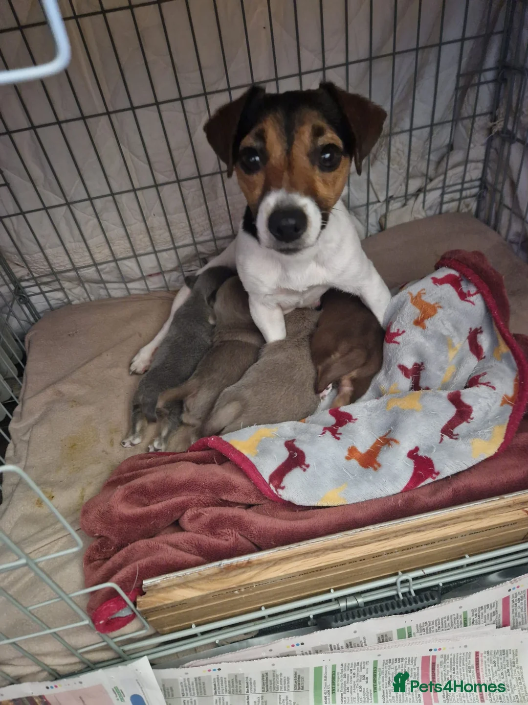 Jack Russell dogs for sale: For Sale - Beautiful Jack Russell Puppies  in Okehampton - Advert 2