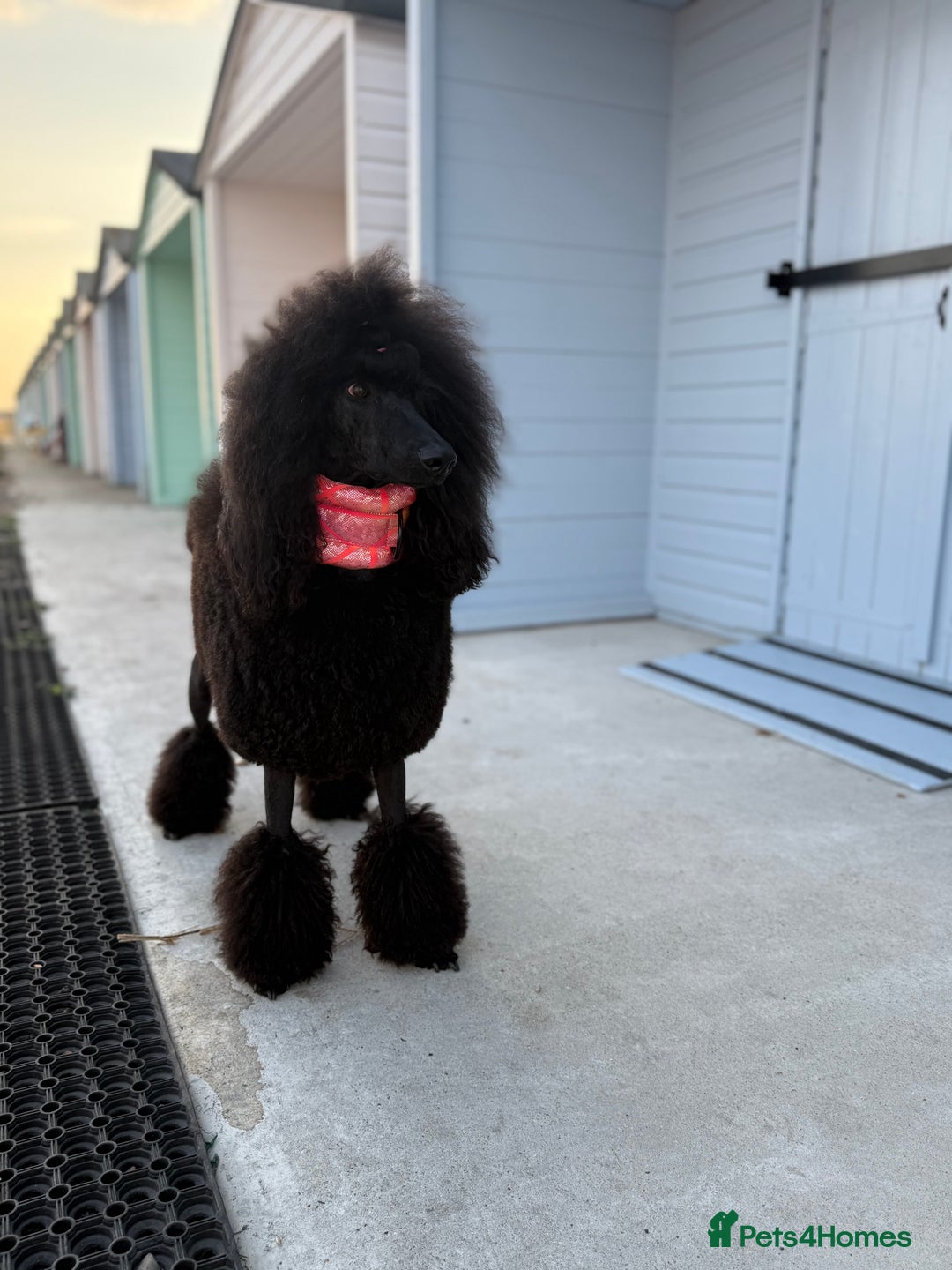 Standard Poodle dogs for sale: 1 KC Black standard poodle puppy - Advert 5