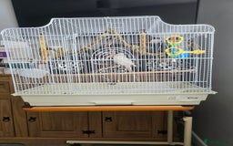 Cockatiels birds for sale: White cockatiel bird - Image 4