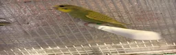 Budgerigars birds for sale: Baby budgies  - Advert 5