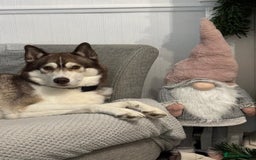 Siberian Husky dogs for sale: Siberian husky male (buck) - Image 2
