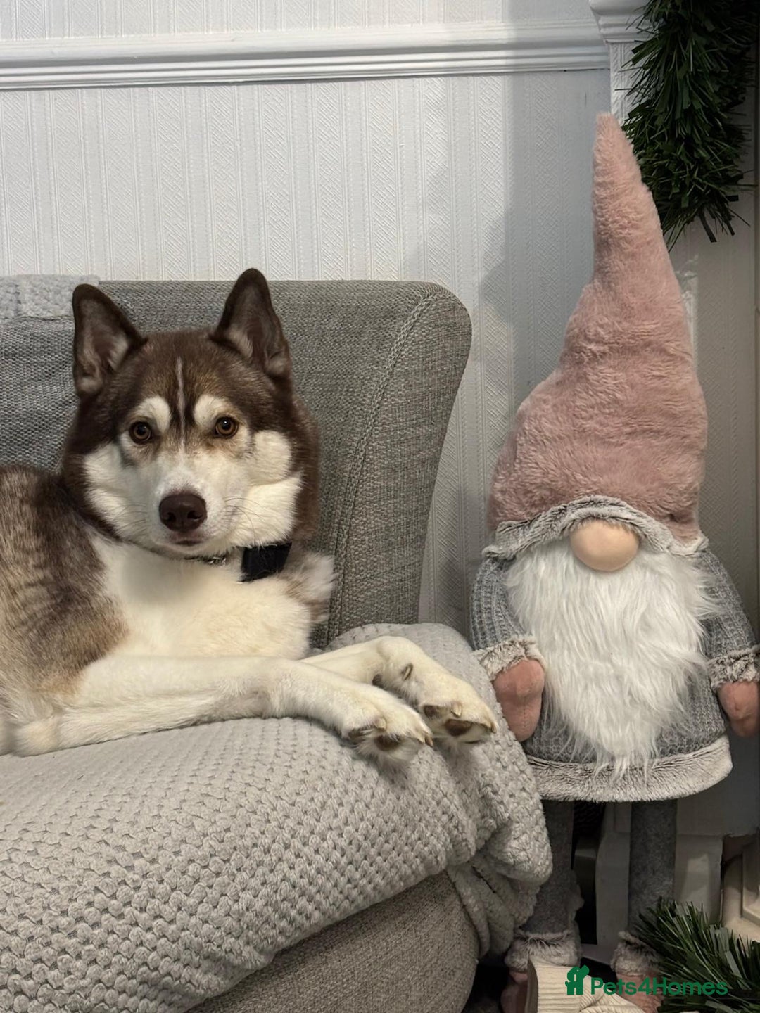 Siberian Husky dogs for sale: Siberian husky male (buck) - Image 2