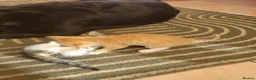 Mixed Breed cats for sale: Gorgeous male kittens - Advert 10