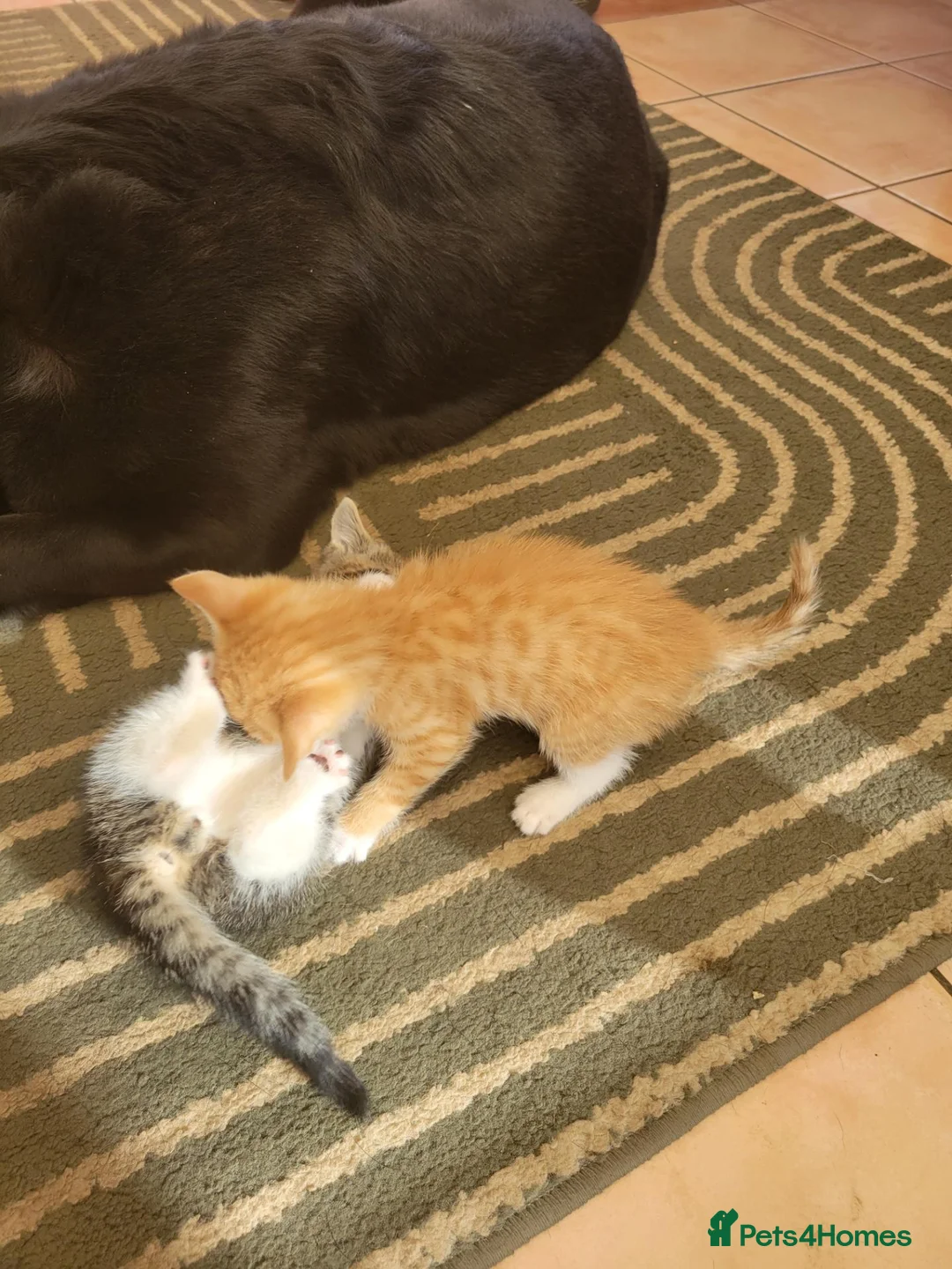 Mixed Breed cats for sale: Gorgeous male kittens - Advert 10
