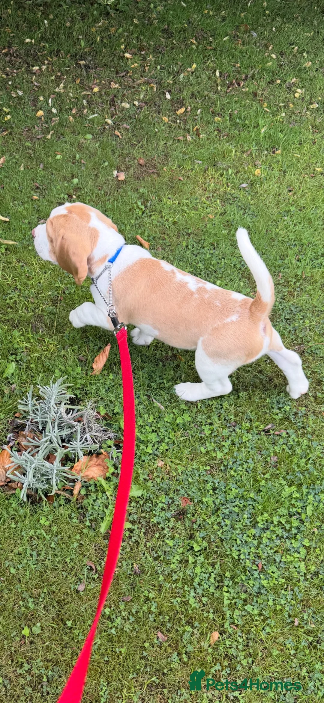 Beagle dogs for sale: 10 week old Male Beagle - Advert 2