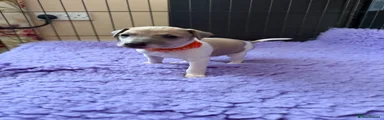 Blue Fawn Parti (Orange Collar)